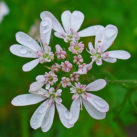 Coriander (Coriandrum sativum)