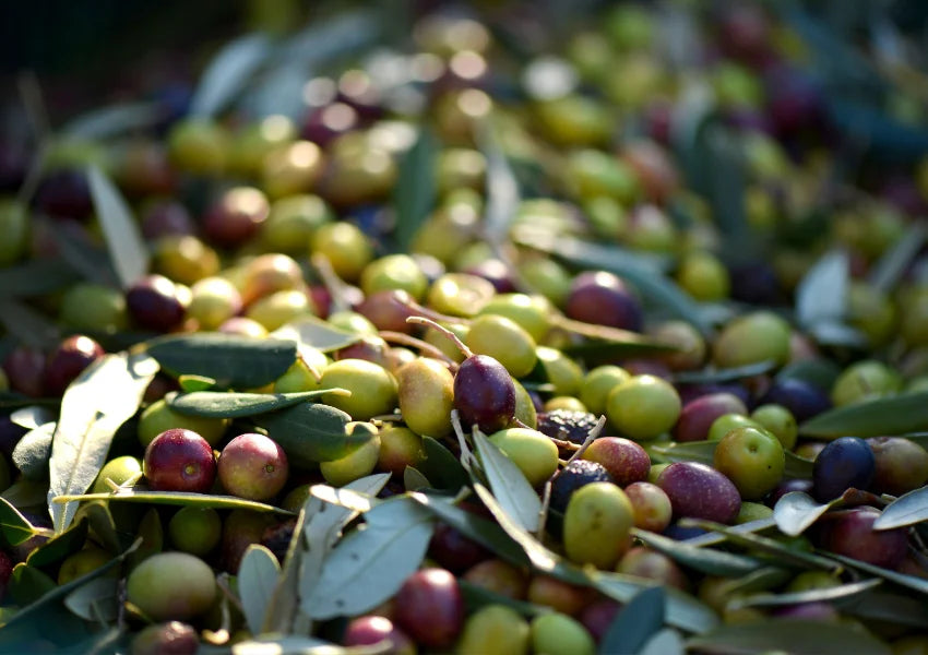 Discovering the Wellness Benefits: Is Taking Olive Oil Daily Good for You?