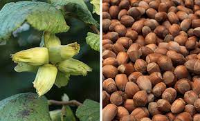 Cobnut and Apple Cake