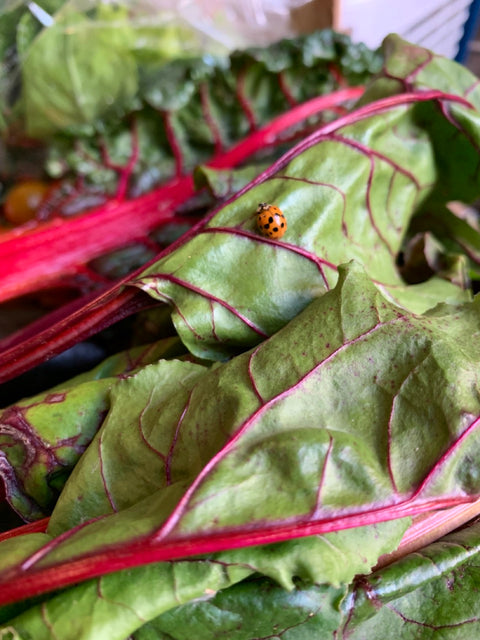 Large Seasonal Vegetable Box: Organic practices Cambridge