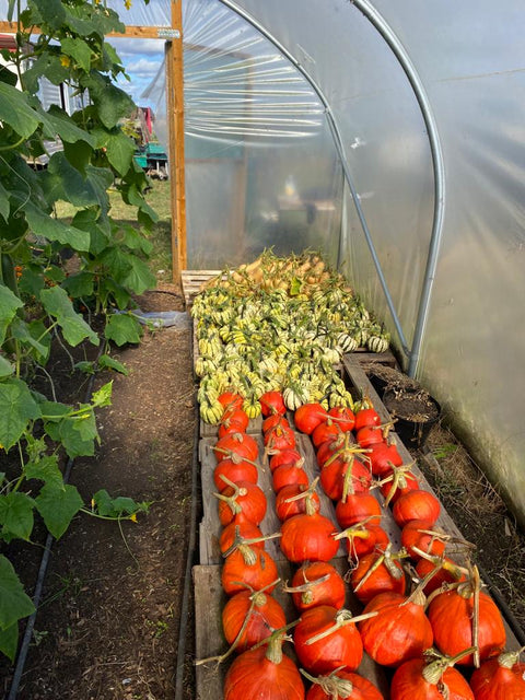 Small Seasonal Vegetable Box: Organic practices Cambridge