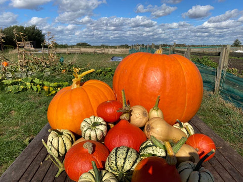 Large Seasonal Vegetable Box: Organic practices Cambridge