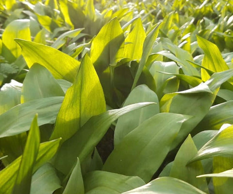 Wild Garlic Pesto (Dairy Free)